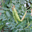 Foto von Besonderheit Vicia sylvatica