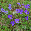 Habitusfoto Viola calcarata