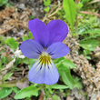 Blütenfoto Viola tricolor subsp.tricolor