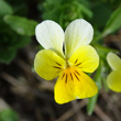 Blütenfoto Viola tricolor subsp.subalpina