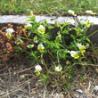 Habitusfoto Viola tricolor subsp.subalpina