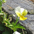 Foto von Besonderheit Viola tricolor subsp.subalpina